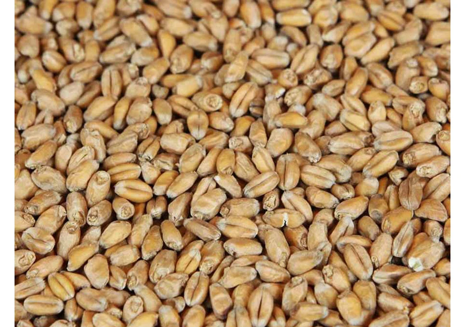 Weyermann Wheat Malt 1kg Whole